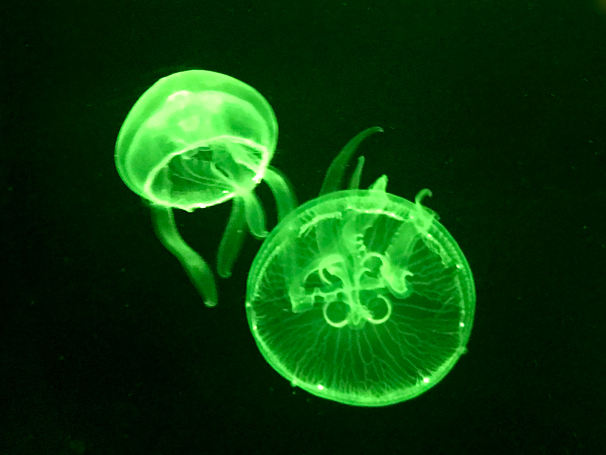 jellyfish at Sea Life Aquarium